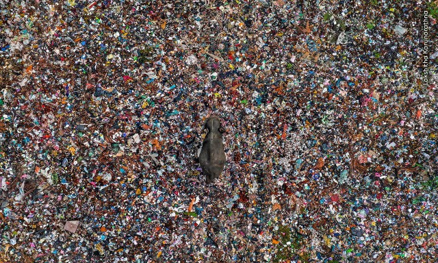 15 главных кадров конкурса Wildlife Photographer of the Year
