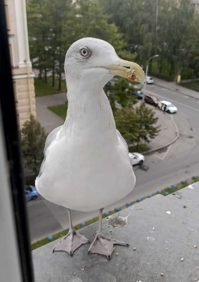 Птичка кушает яичко