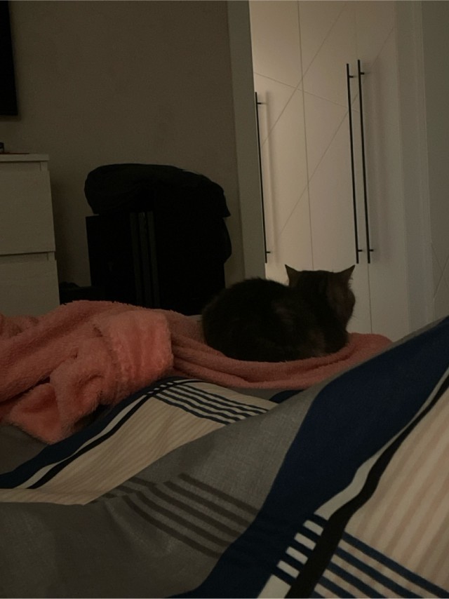 Моему коту Тому 2 года