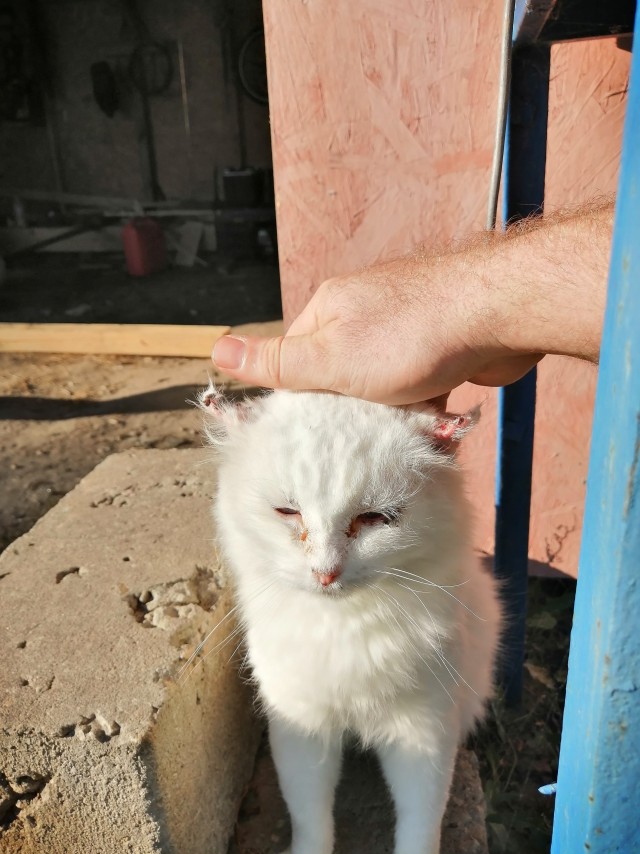 Приютили добрыша
