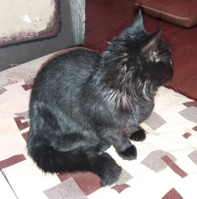 К-котовторник.