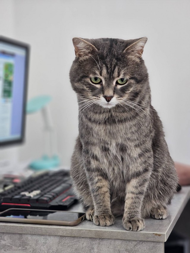 Кота с дачи забрал