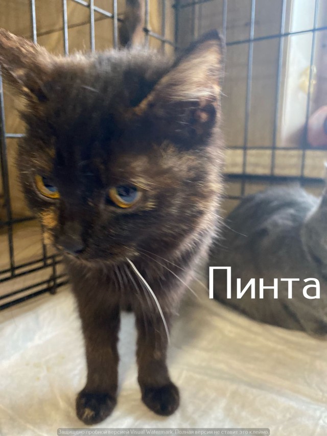 Жизнь домашнего приюта "Котоленд" 537