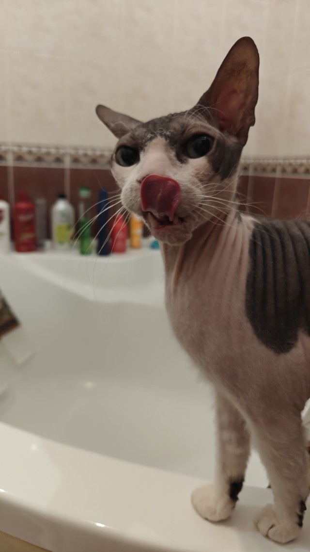 К котовторнику делюсь