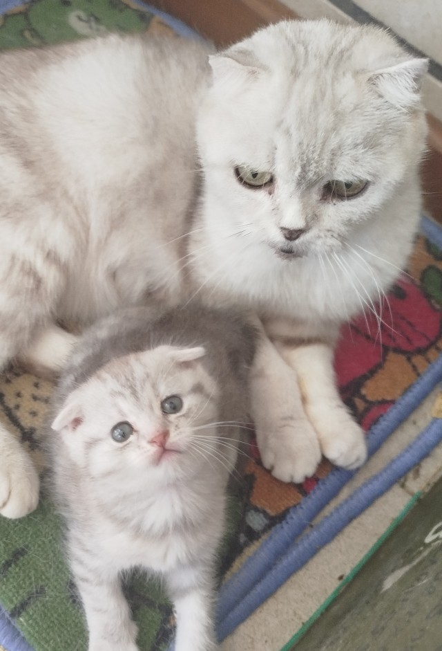 Котовторник. Начало