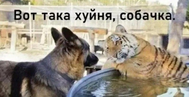 Набившие оскомину комментарии используемые пользователями на «ЯПлакалЪ»