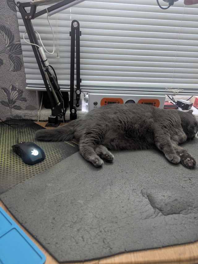 Очередной котовторник