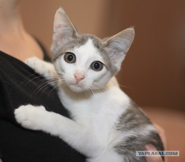 Котовторник 03.09.2013