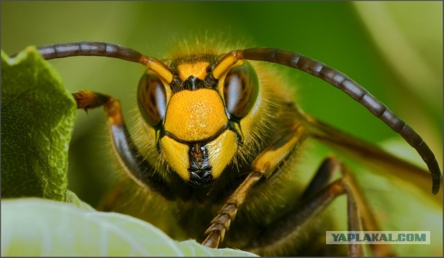 Шершень (Vespa crabro)