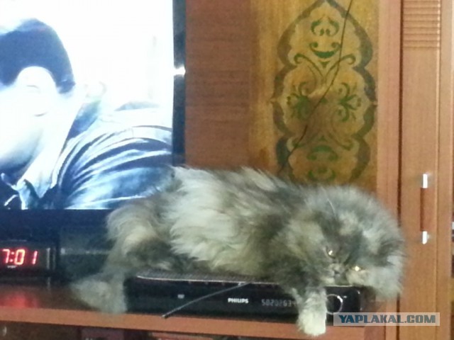 Котовторник 26.11.2013