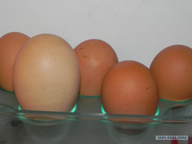 Куры несут огромные яйца!