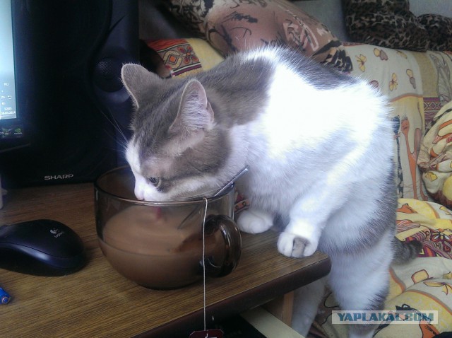 Котовторник 18.03.2014