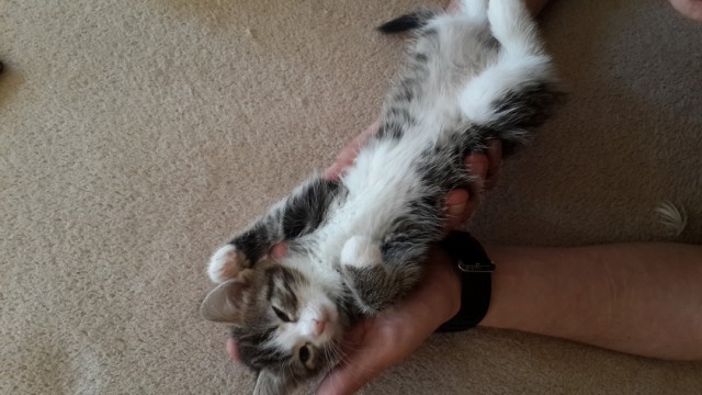 Котовторник 10.06.2014