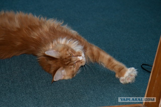 Котовторник 17.06.2014