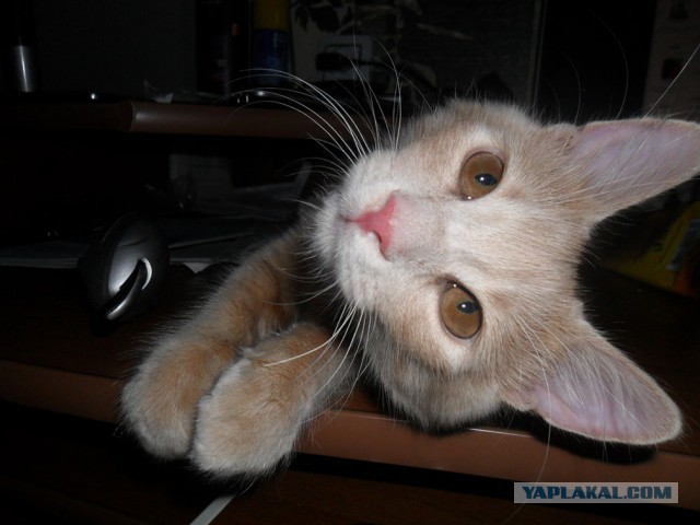 Котовторник 12.08.2014