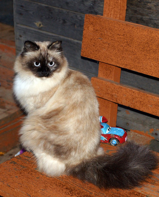 Котовторник 09.09.2014