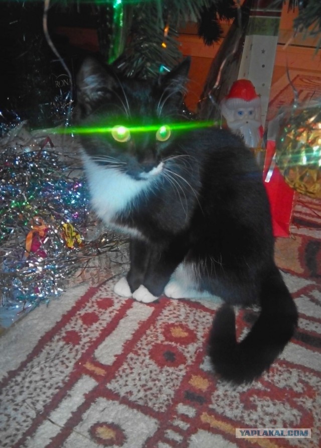 Котовторник 20.01.2015