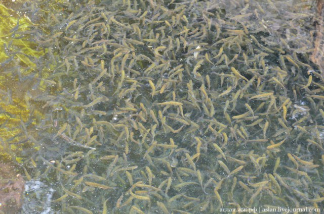 Как выращивают форель в Адлере