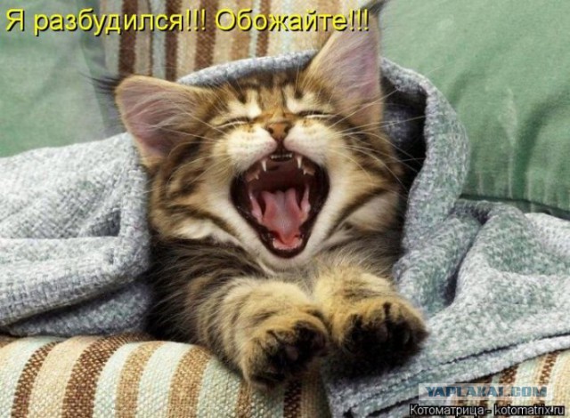 Котовторник