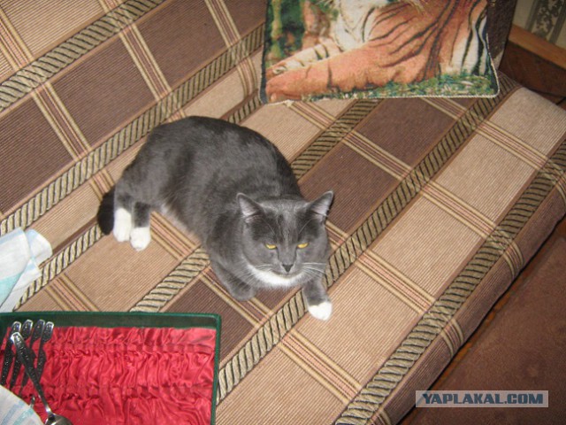 Котовторник
