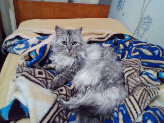 Котовторник 31.03.2015