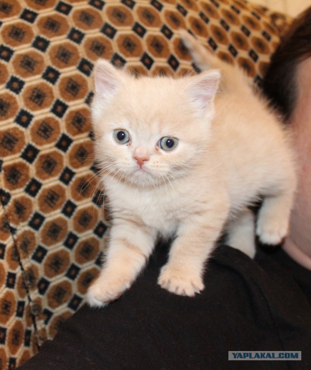 Котовторник 31.03.2015