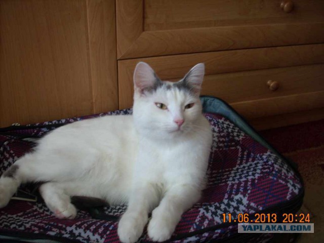 Котовторник