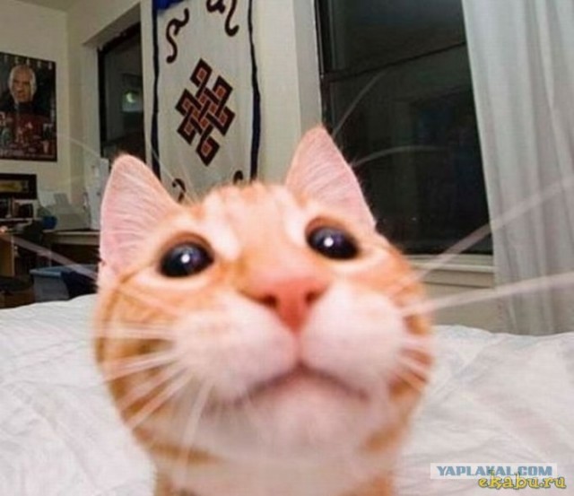 Котосеть