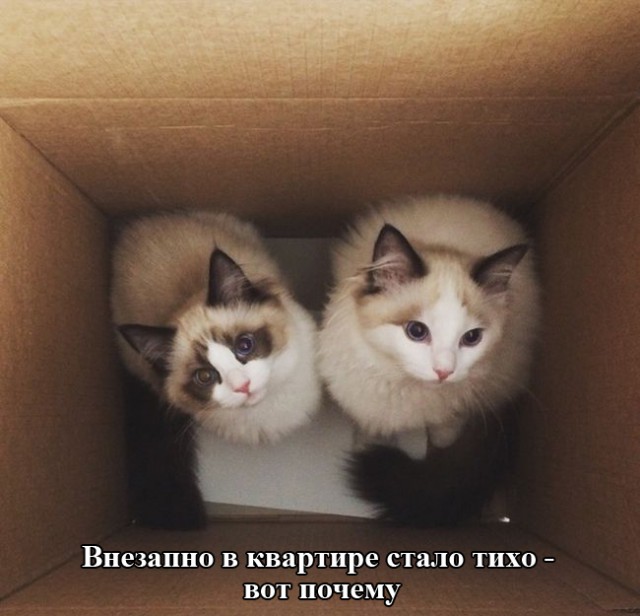 Картинки из инета