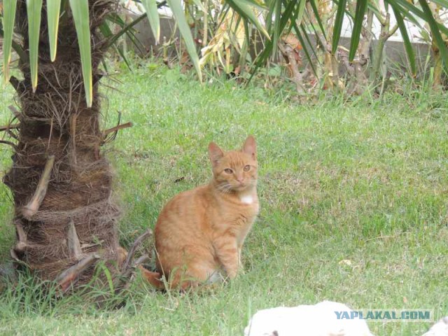 Котовторник 20.10.2015