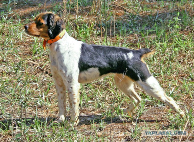 Собакочетверг