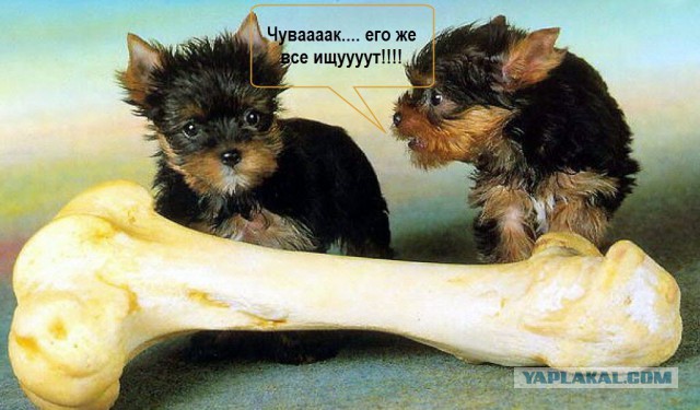 У меня грустные новости для соЯПовца. Слава Новиков тут есть?