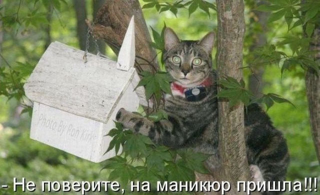 Картинки, СМСки из вашего тырнета