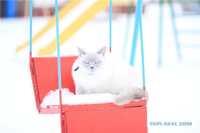Восьмомартовский котовторник