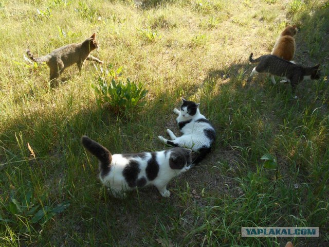 Жизнь домашнего приюта для котеек 117
