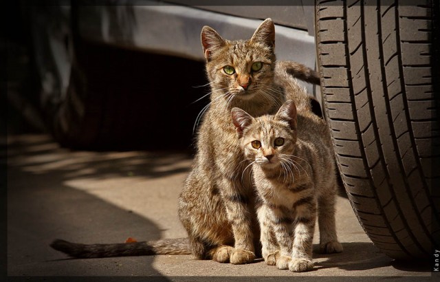 Котовторник на ЯПе (29.01)