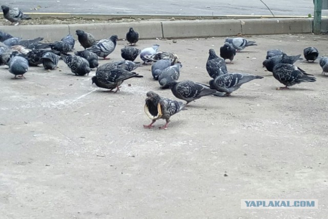 Голубь в шляпе расхаживает по улице в Уфе