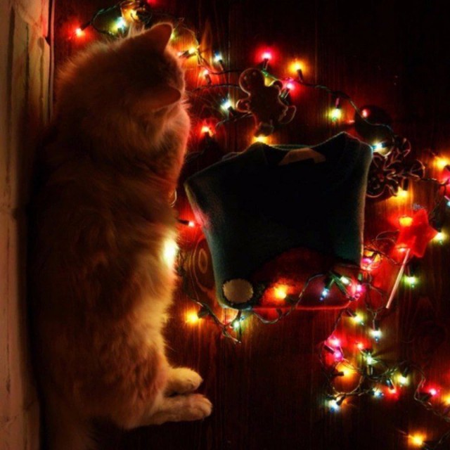 Коты из сети