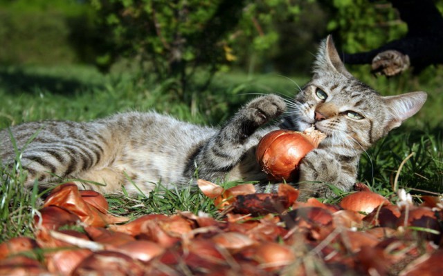 Коты из сети