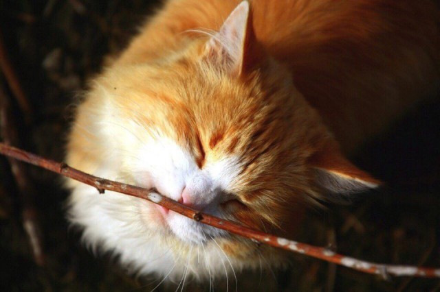 Коты из сети