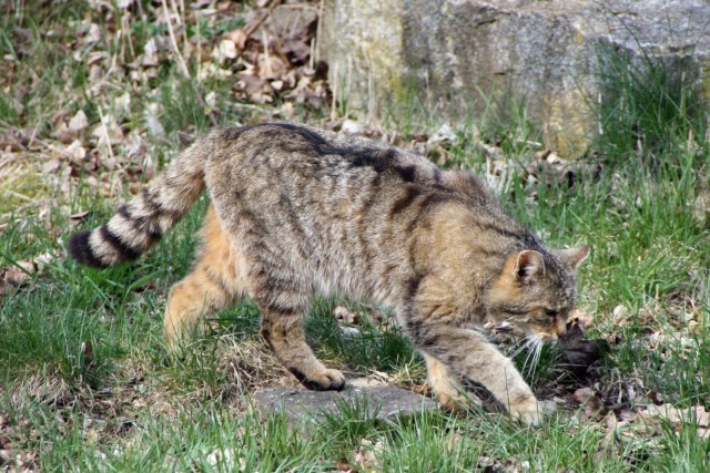 Европейский дикий кот