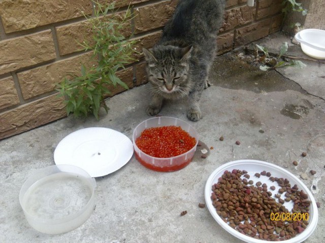 Коты и Кошки