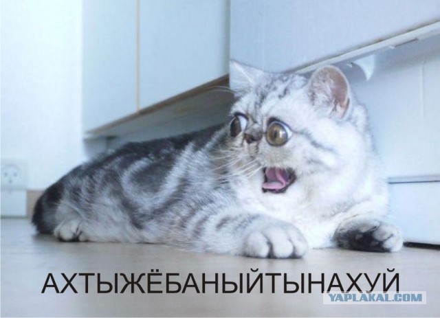 Подборка забавных животных