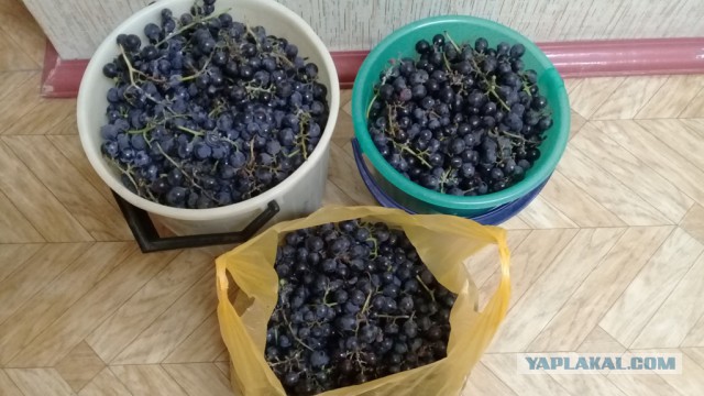 Японский нож Шибата Котетсу и виноград..