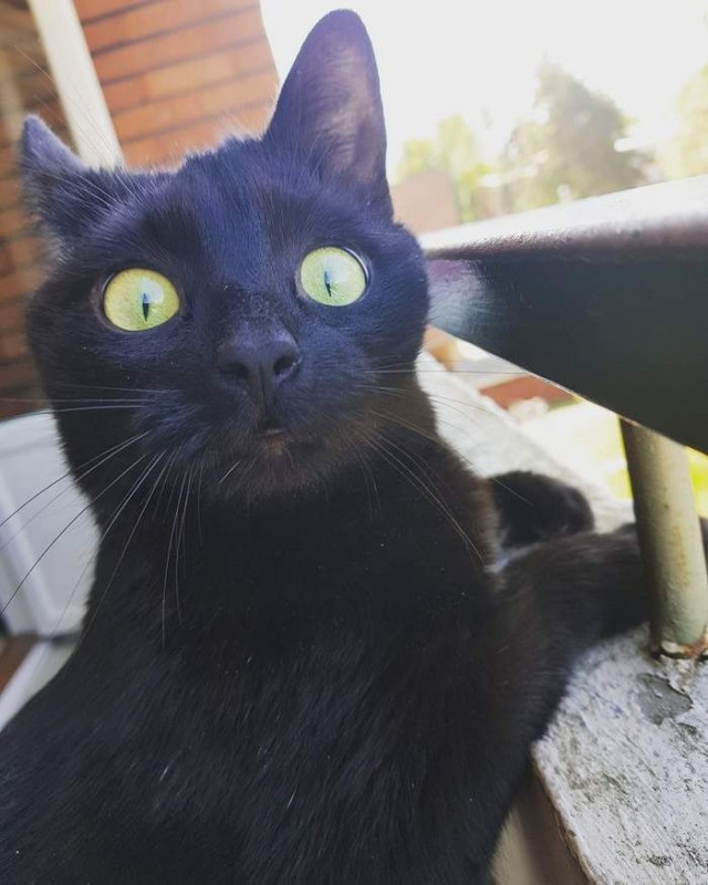 Прикольных котов пост