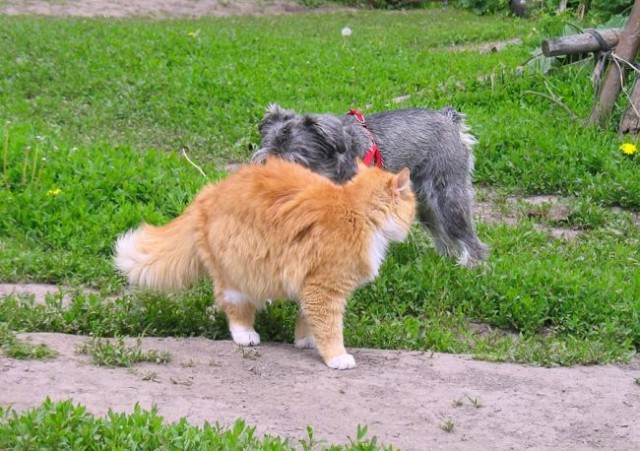 Котовторник на ЯПлакалъ (10.06.08), прикольные коты, добавляем свои!