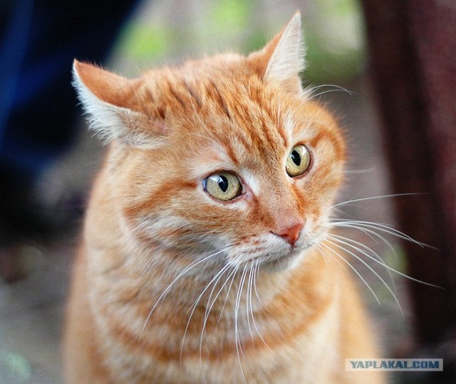 Котовторник на ЯПлакалъ