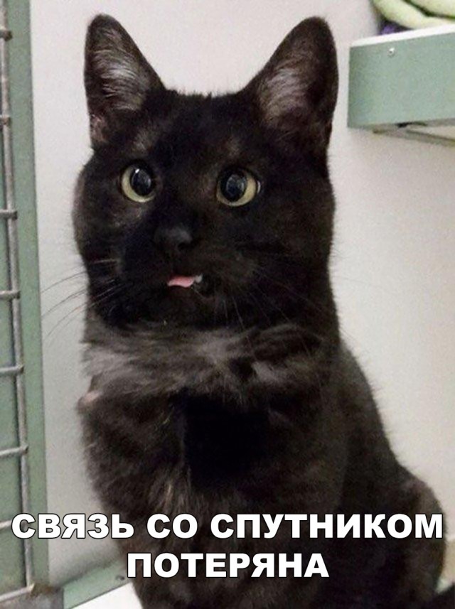 Немного милоты