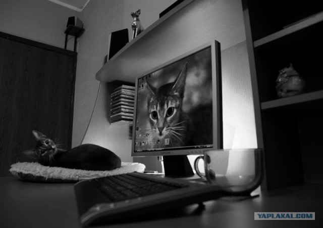 Котовторник (13.01)