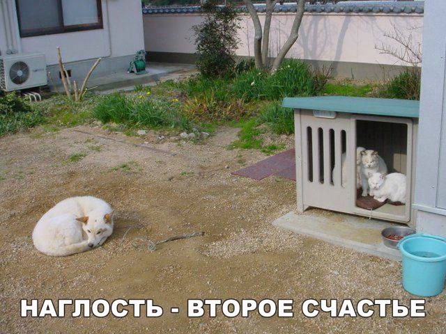 Прикольные картинки абавсём